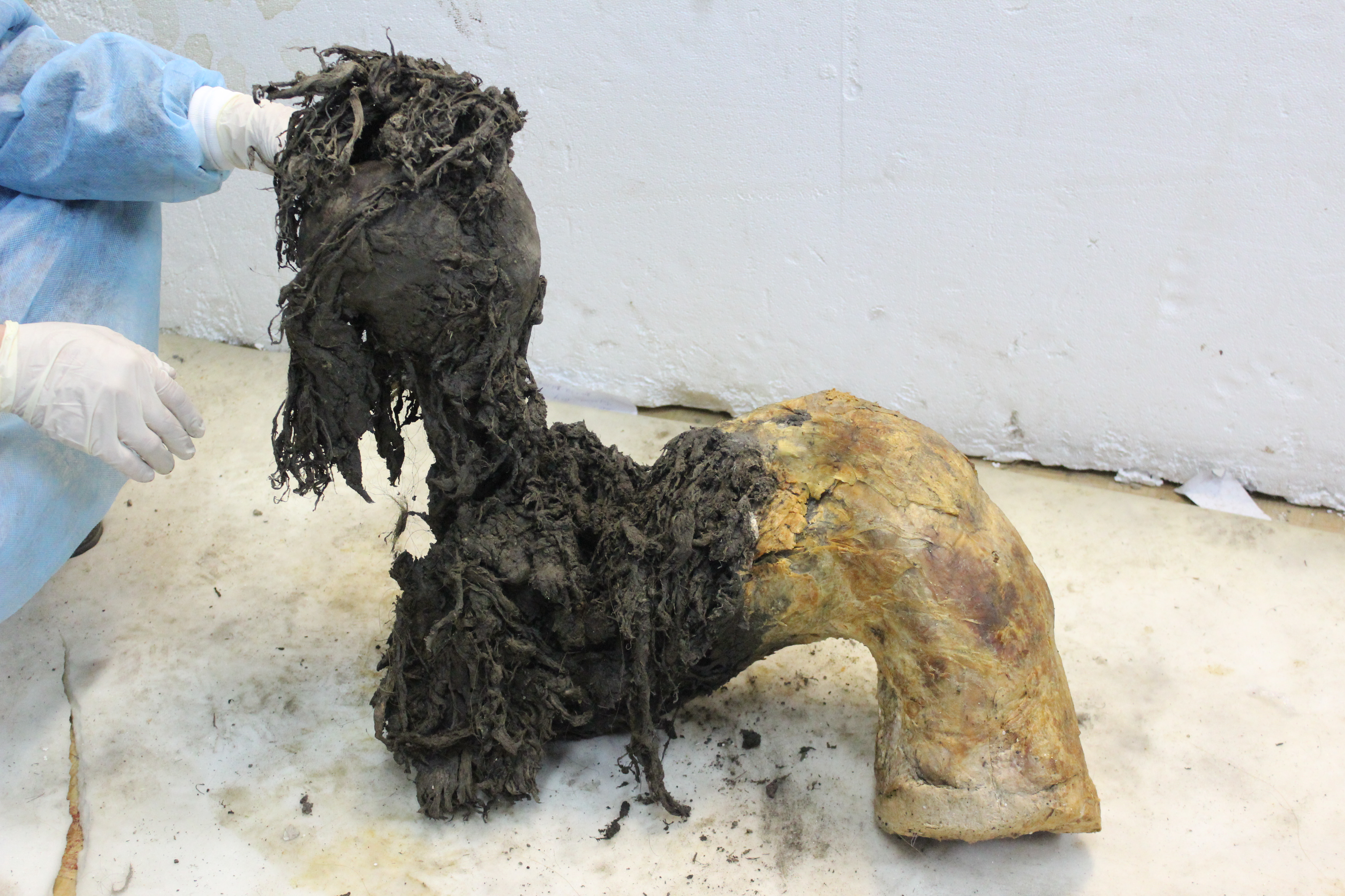 One of Yuka’s legs, illustrating the exceptional preservation of the lower part of the leg after the skin had been removed, which enabled recovery of ancient RNA molecules.